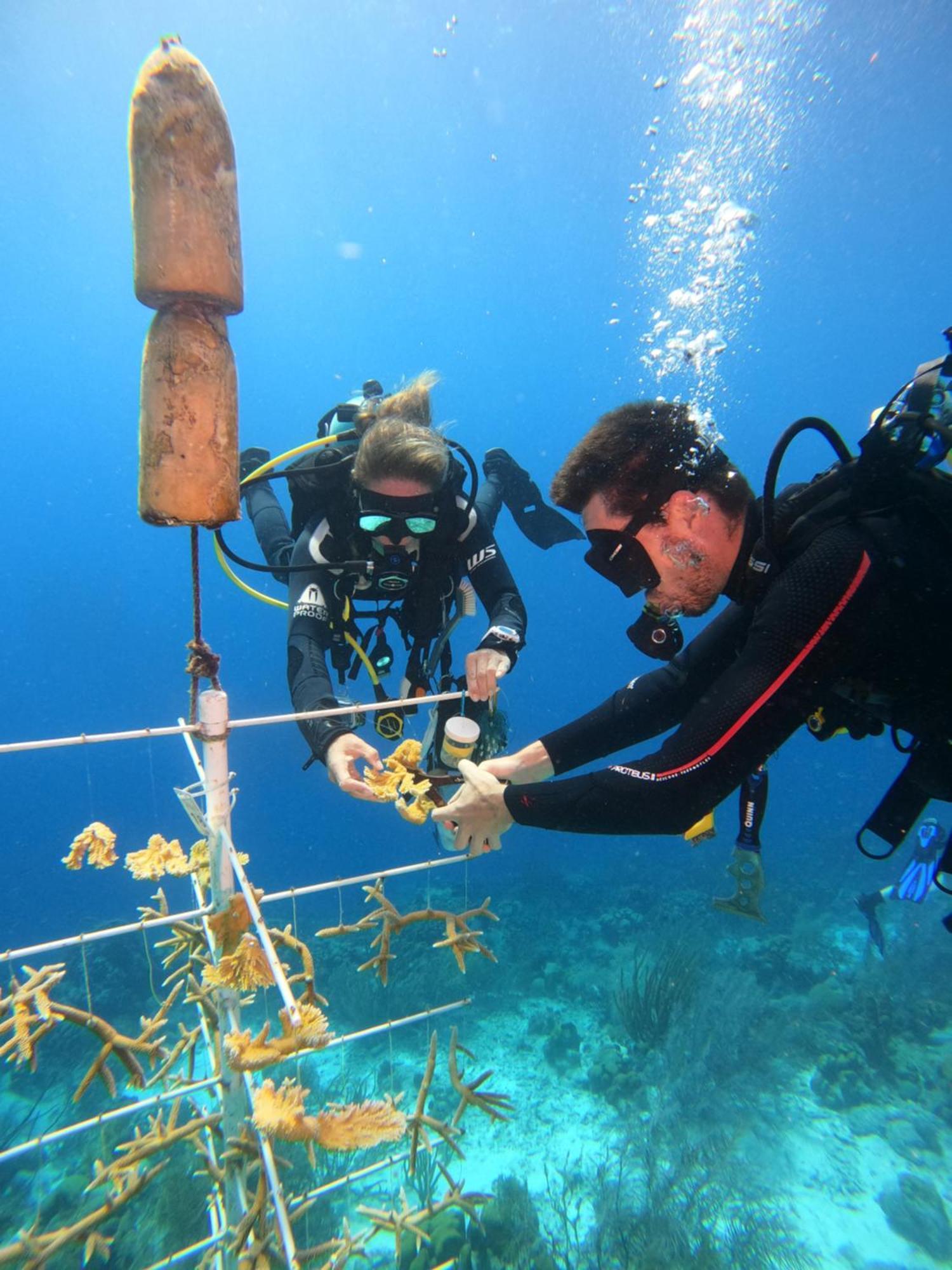 Bloozz Resort Bonaire Kralendijk na wyspie Bonaire Zewnętrze zdjęcie